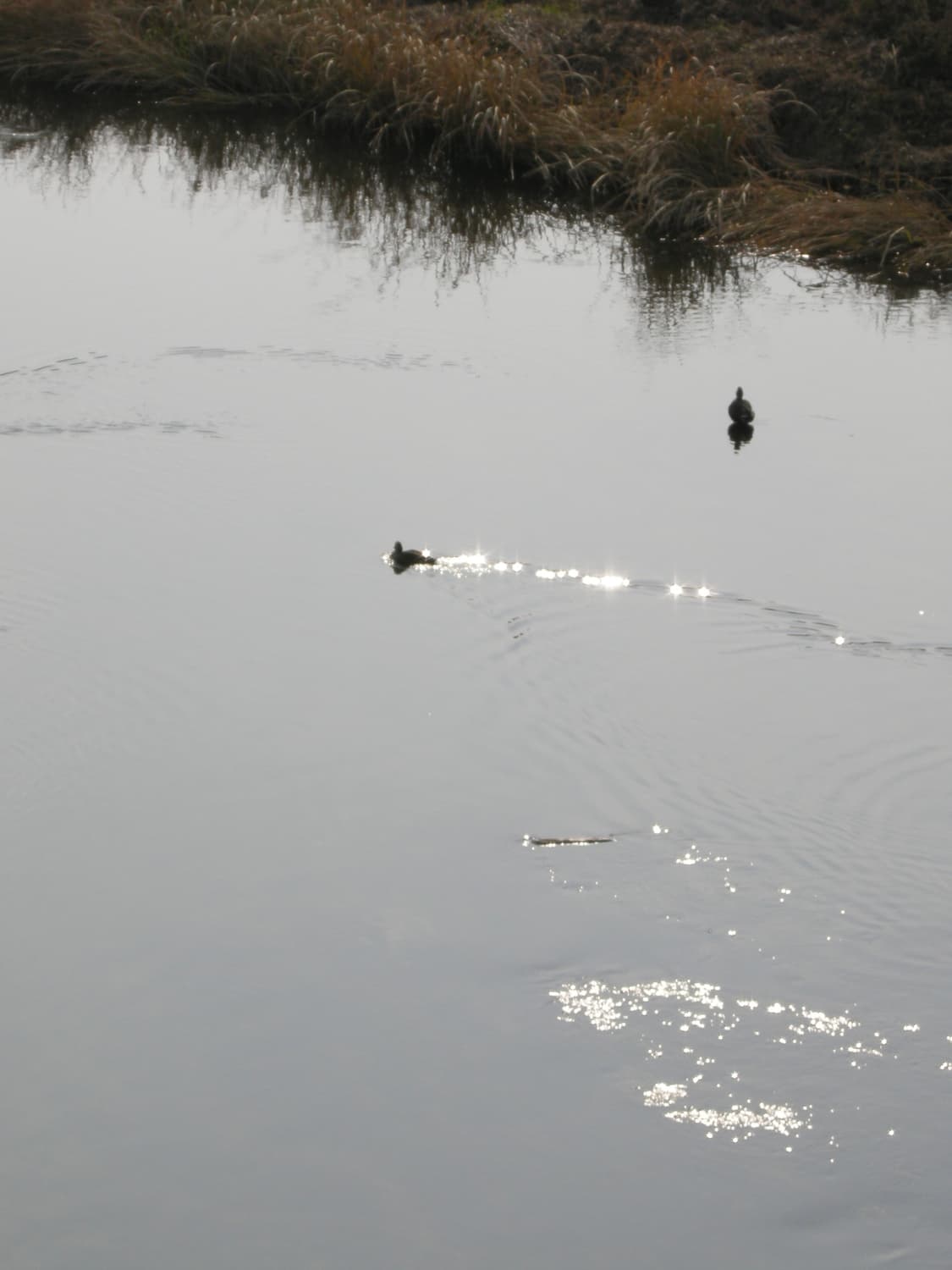 니콘 쿨픽스 coopix p5000 상품이미지4