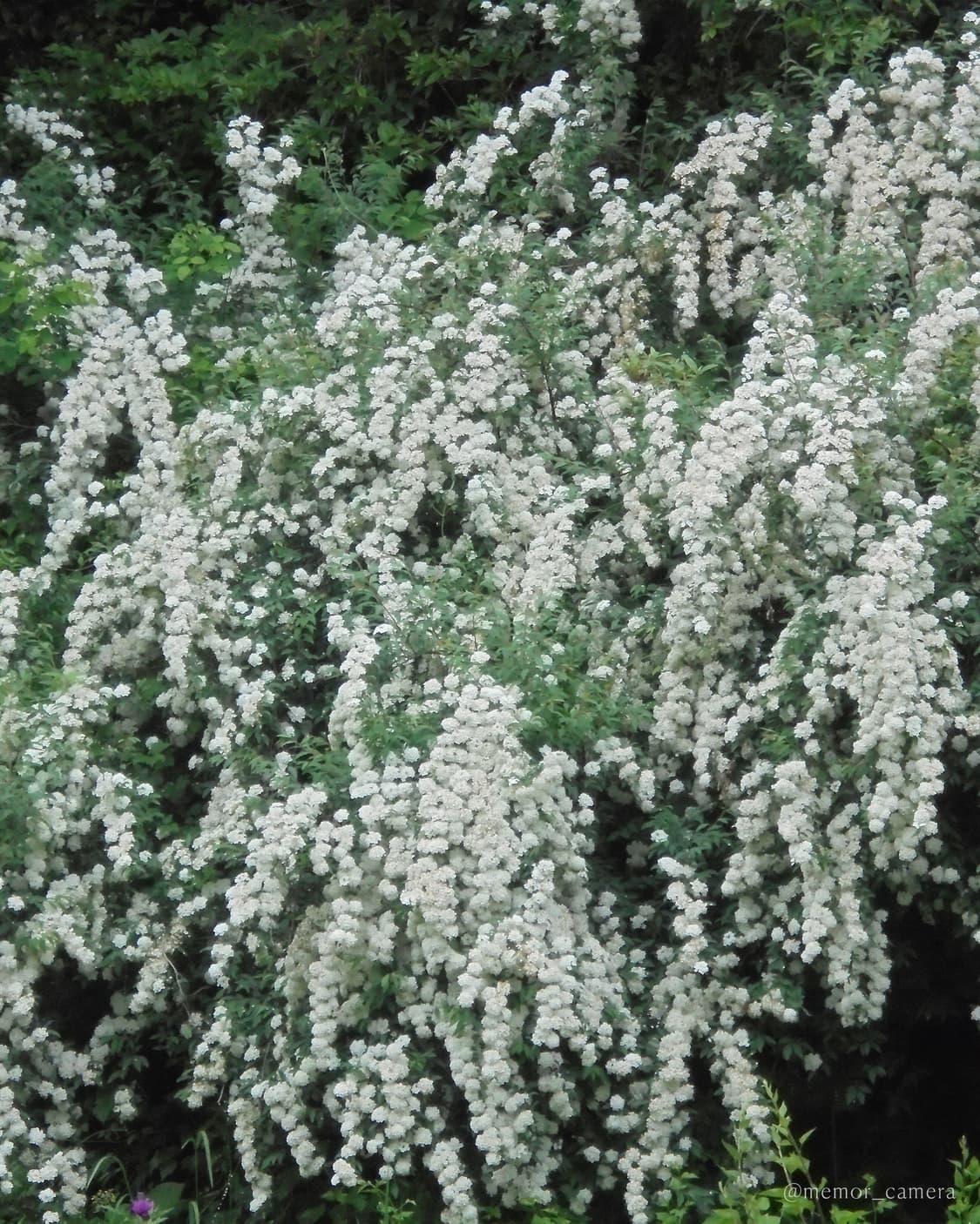 아이브레이픽🪽Sony DSC-W810 소니 디카 빈티지카메라 상품이미지6