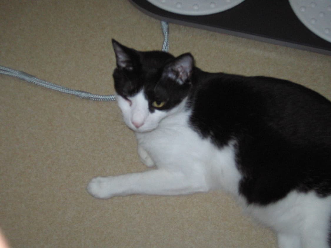 작례) 캐논 익시 IXY Digital L 상품이미지8