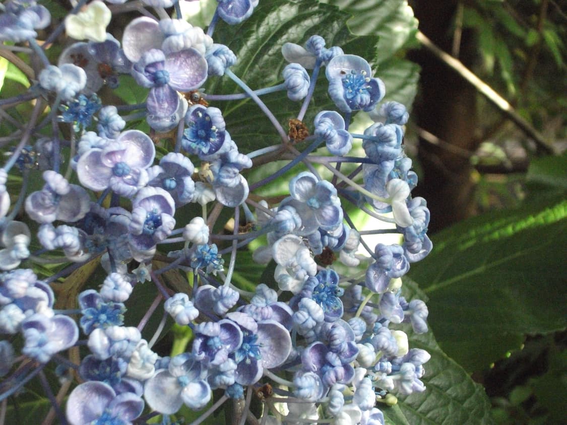 후지필름 파인픽스 j30 빈티지 카메라(작례O) 상품이미지4