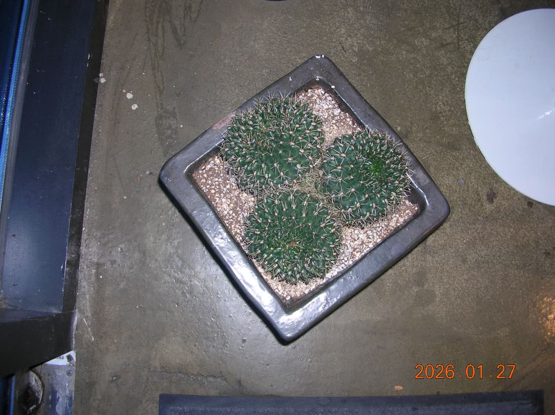 한글지원/날짜표시)니콘 쿨픽스 4100 실버 빈티지디카 상품이미지8