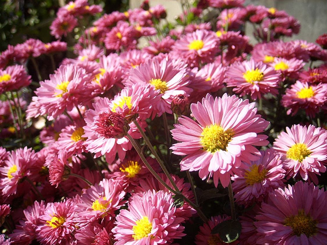 삼성 케녹스 Samsung Kenox X1 실버 상품이미지2