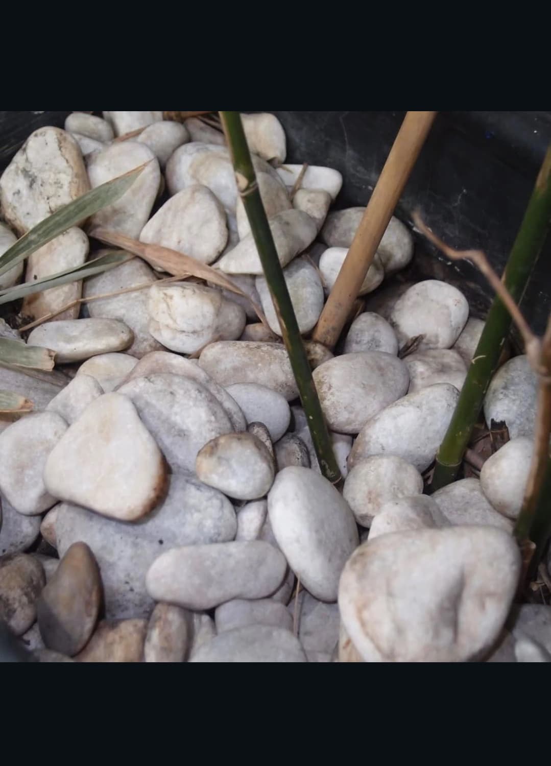 코닥 이지쉐어 dx3500 디지털카메라 상품이미지10