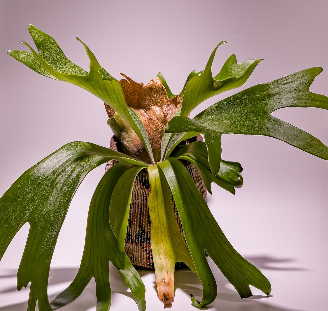 Vintage Persian Carpet Plant Pot Cover 3 상품이미지2