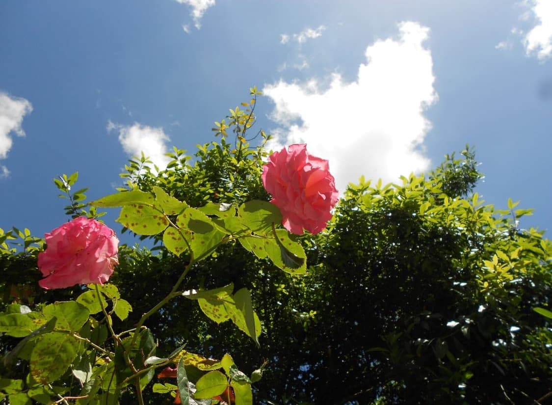 니콘 쿨픽스 s3100 퍼플 상품이미지6