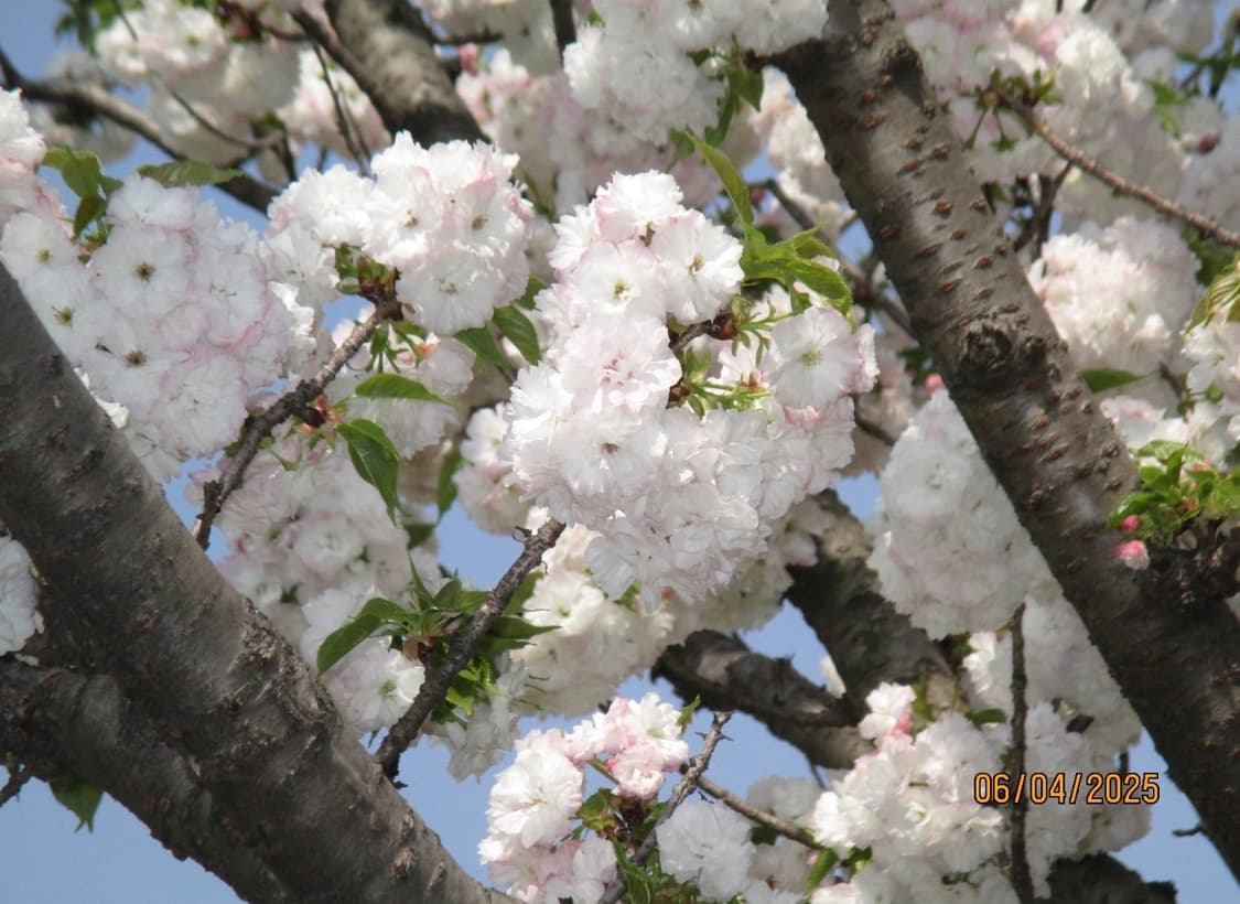 A급)캐논 익서스 135 CANON IXUS 135 빈티지 디카 상품이미지4