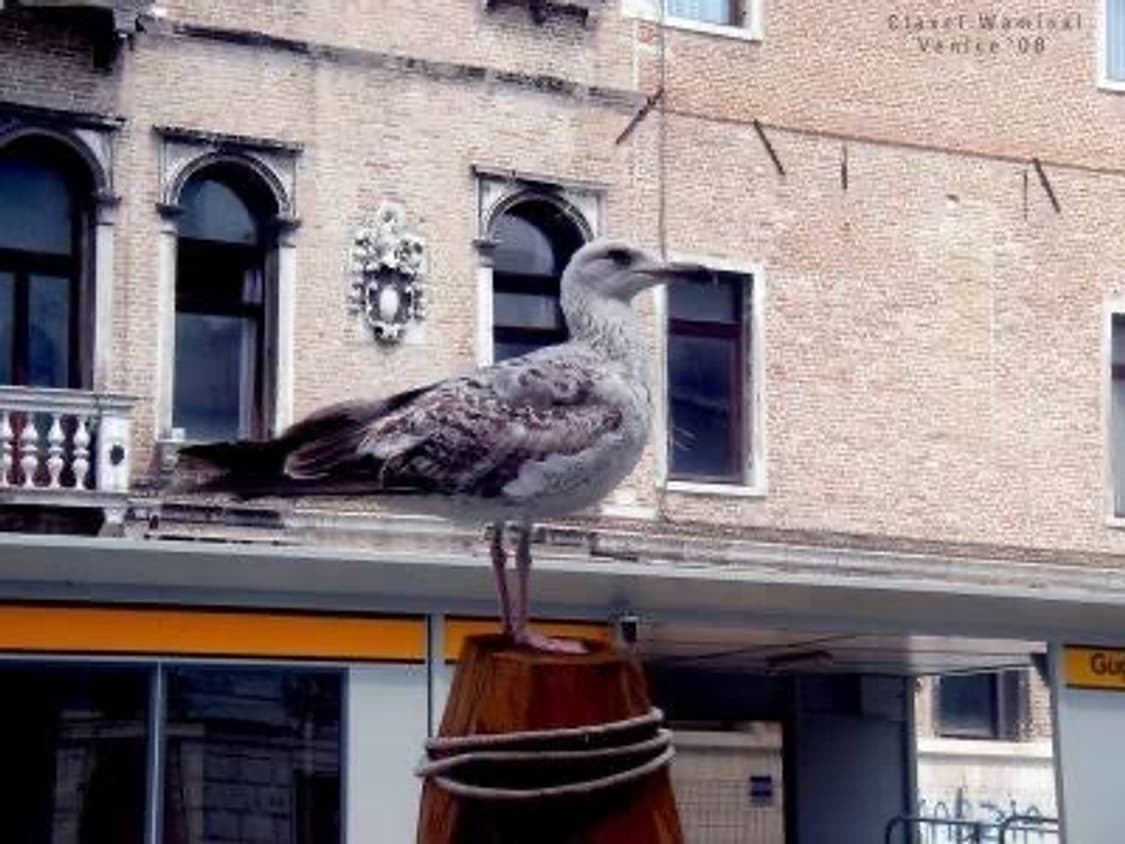 (뽀용뽀용) 산요작티 E6 빈티지 디카 상품이미지5