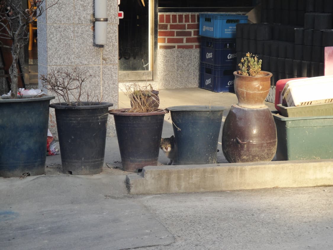 소니 사이버샷 sony cyber shot dsc-w290 작례(0) 상품이미지9