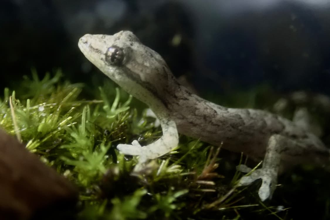 올림푸스 tg5 상품이미지6