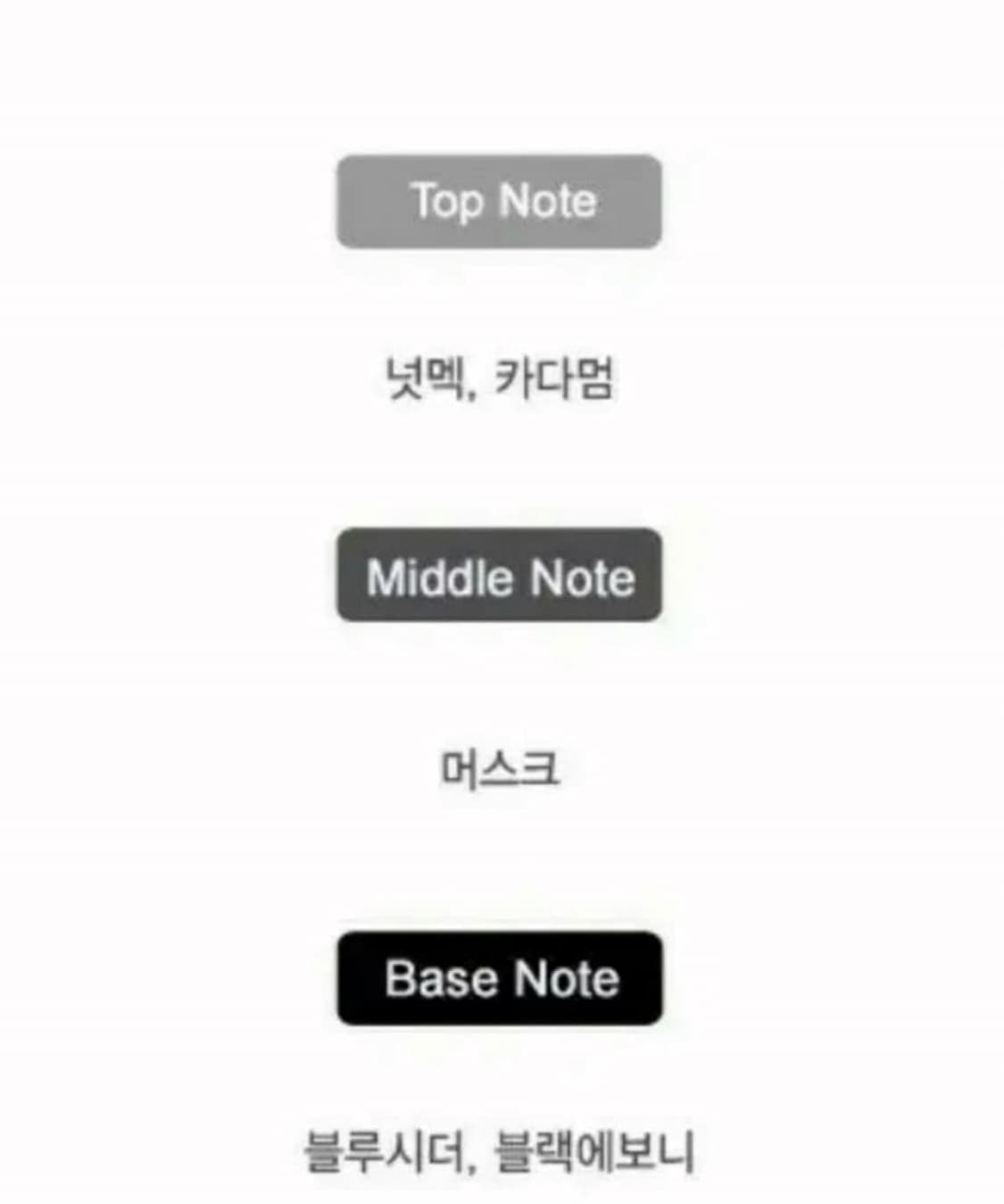 나르시소 로드리게즈 포힘 블루 느와르 오드뚜왈렛 100m 상품이미지3