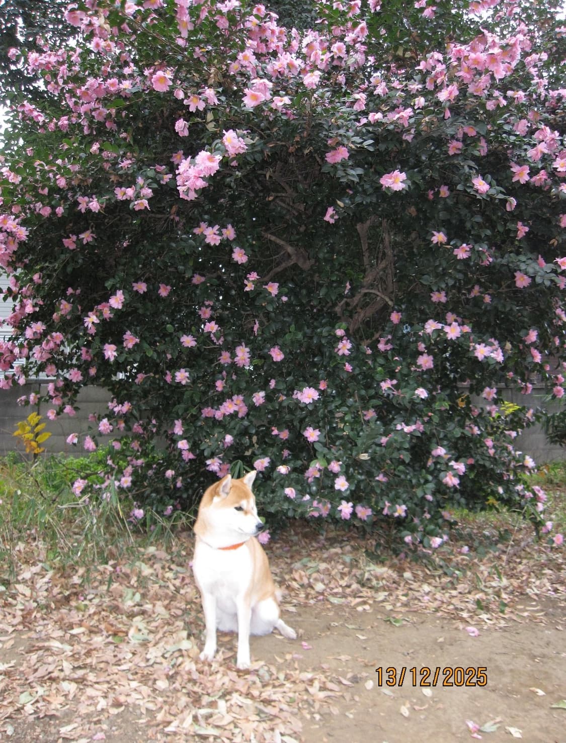 캐논 익시 920 (캐논 익서스 870 IXUS 870) 빈티지 디카 상품이미지5