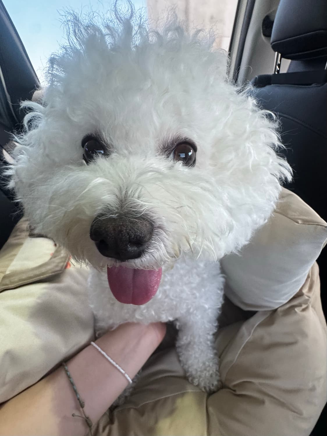 강아지 자랑 상품이미지1