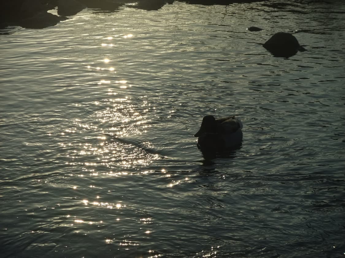 아일릿 원희 디카) 작례⭕️ 후지필름 f70exr 상품이미지6