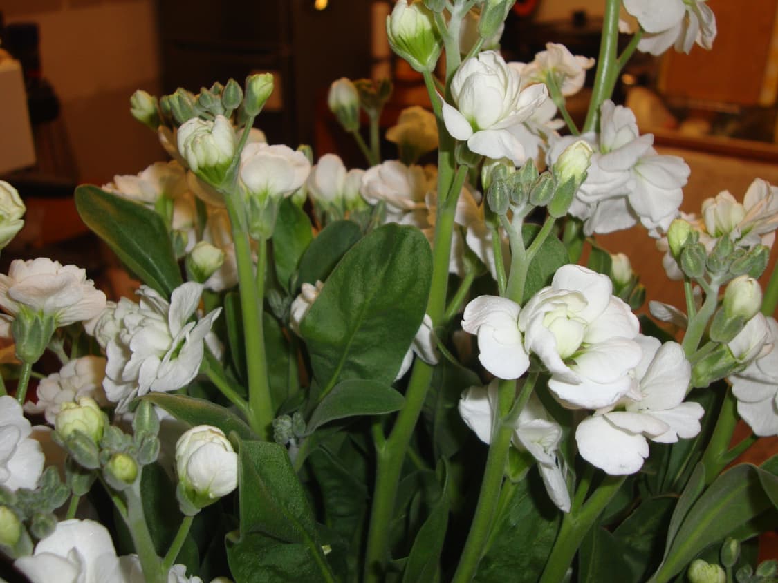 소니 사이버샷 w220 상품이미지5