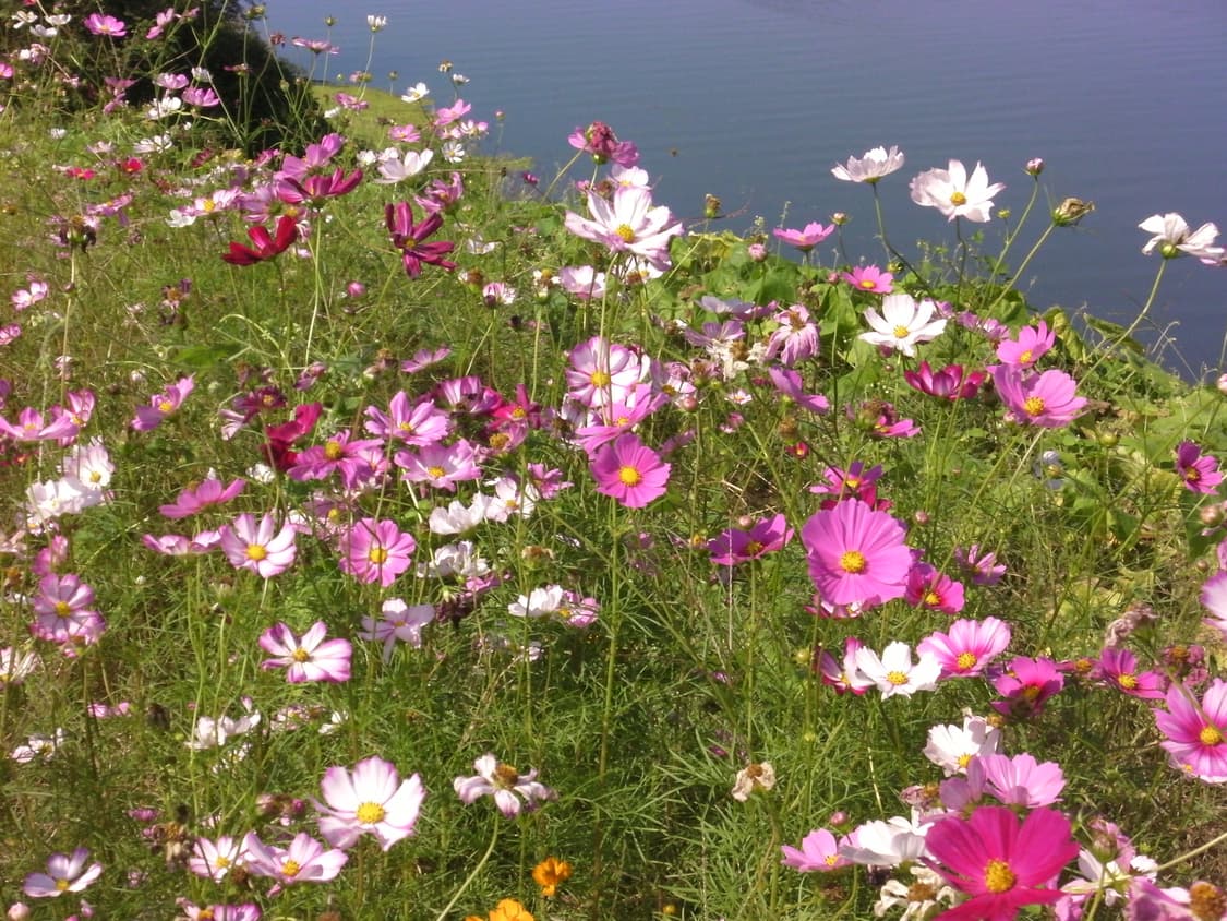 산요 작티 캠코더 CA100 상품이미지5