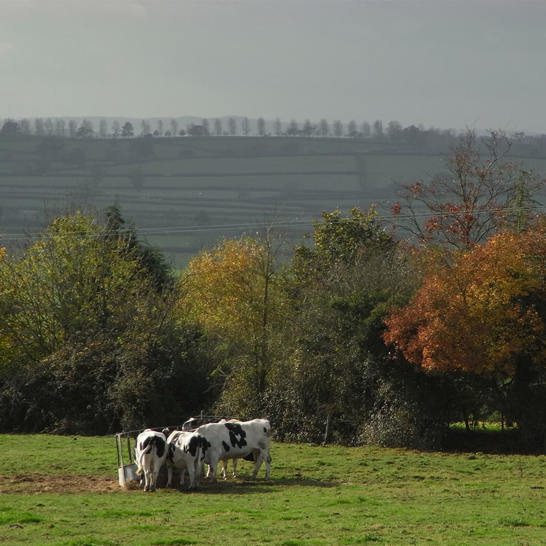 [📸리코감성] RICOH 리코 카프리오 R7 레트로 디지털 카메라 상품이미지10