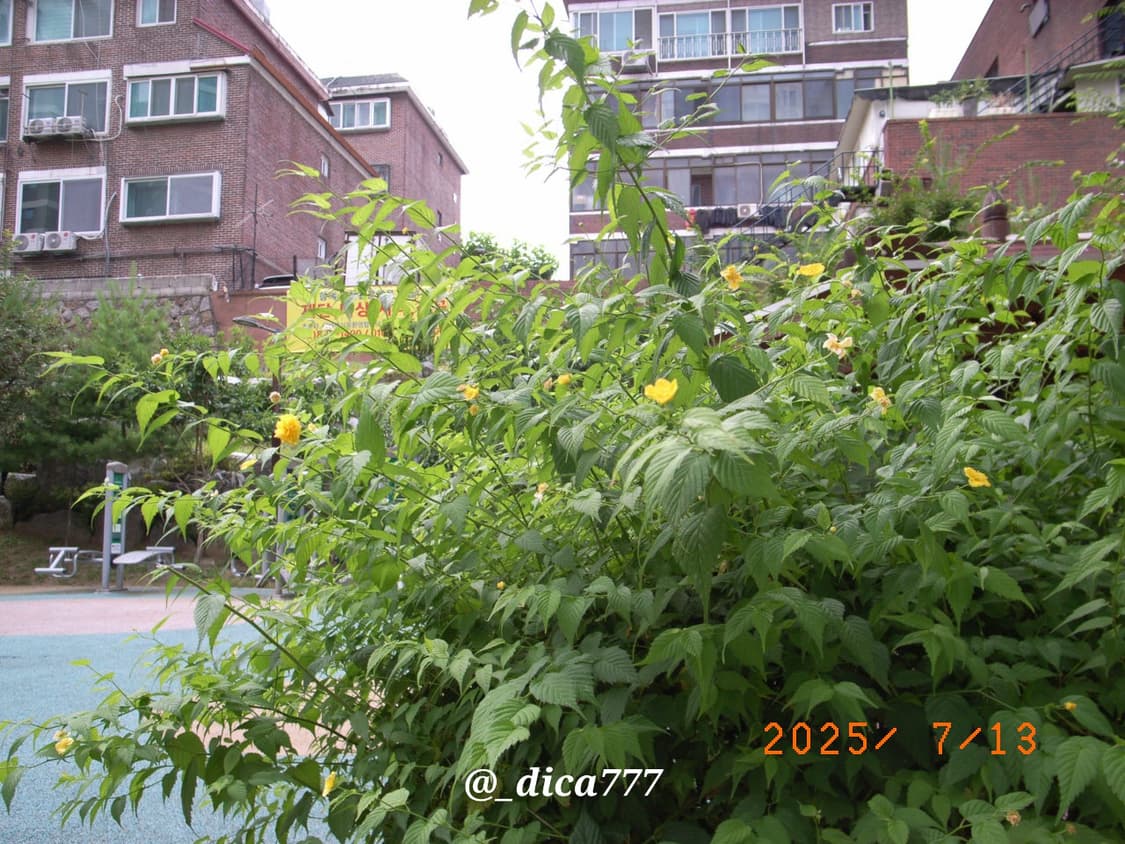리코 GR 디지털 디카 상품이미지6