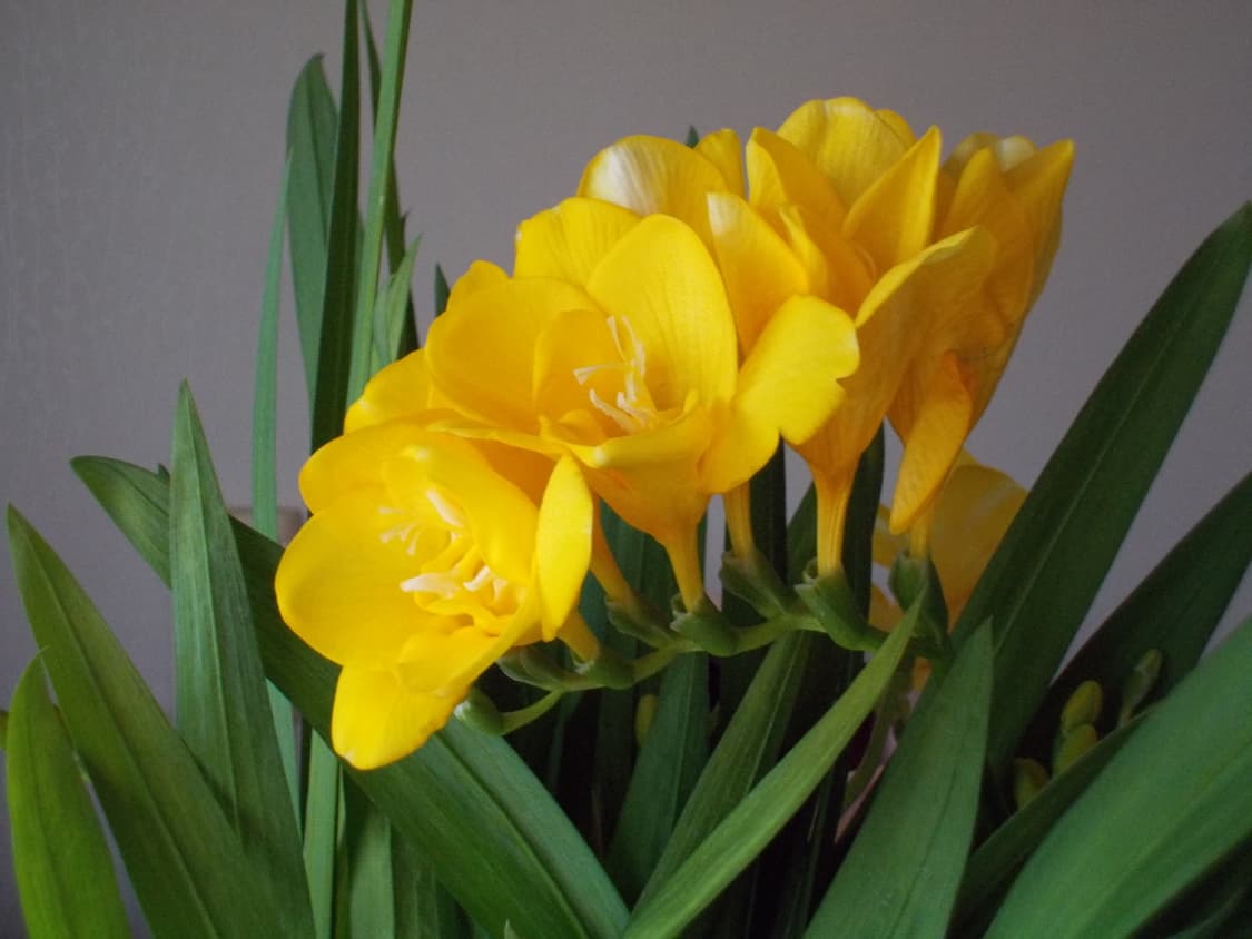 미품) 니콘 쿨픽스 s01 상품이미지9