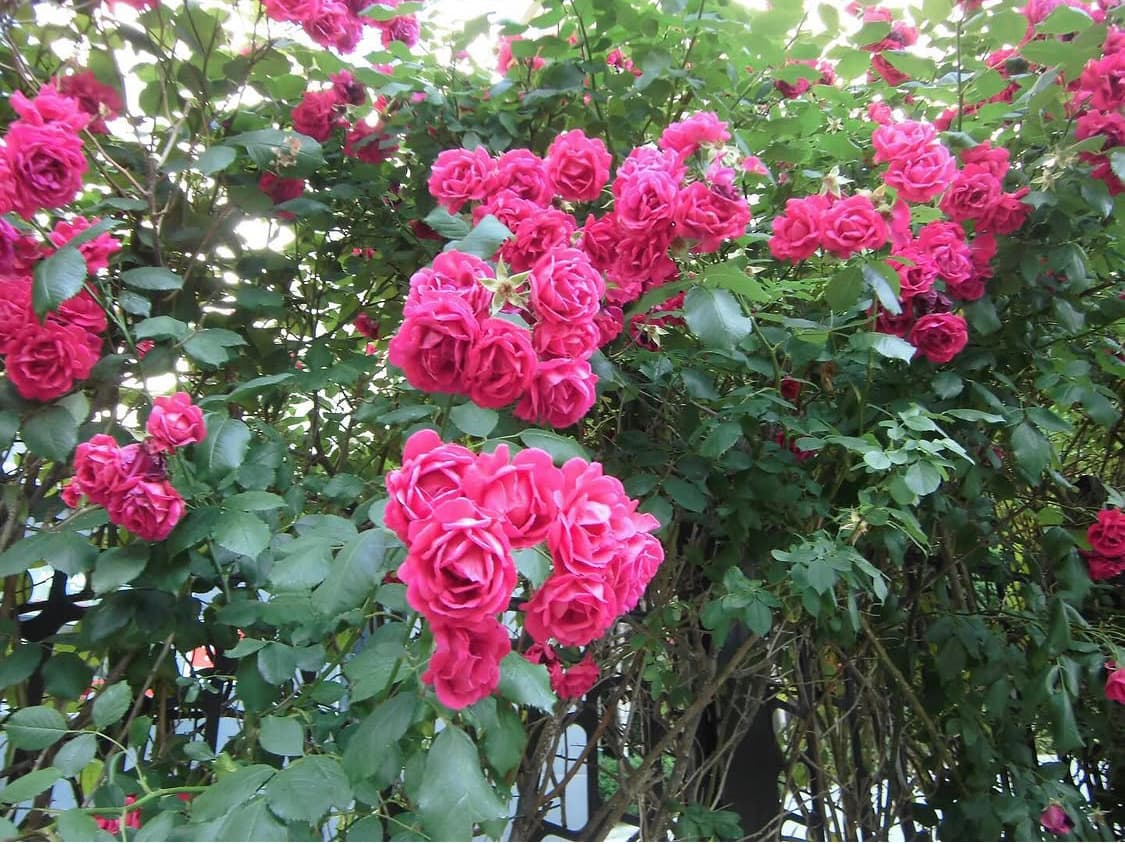 카시오 엑슬림 zs6 _ casio exlim 상품이미지3
