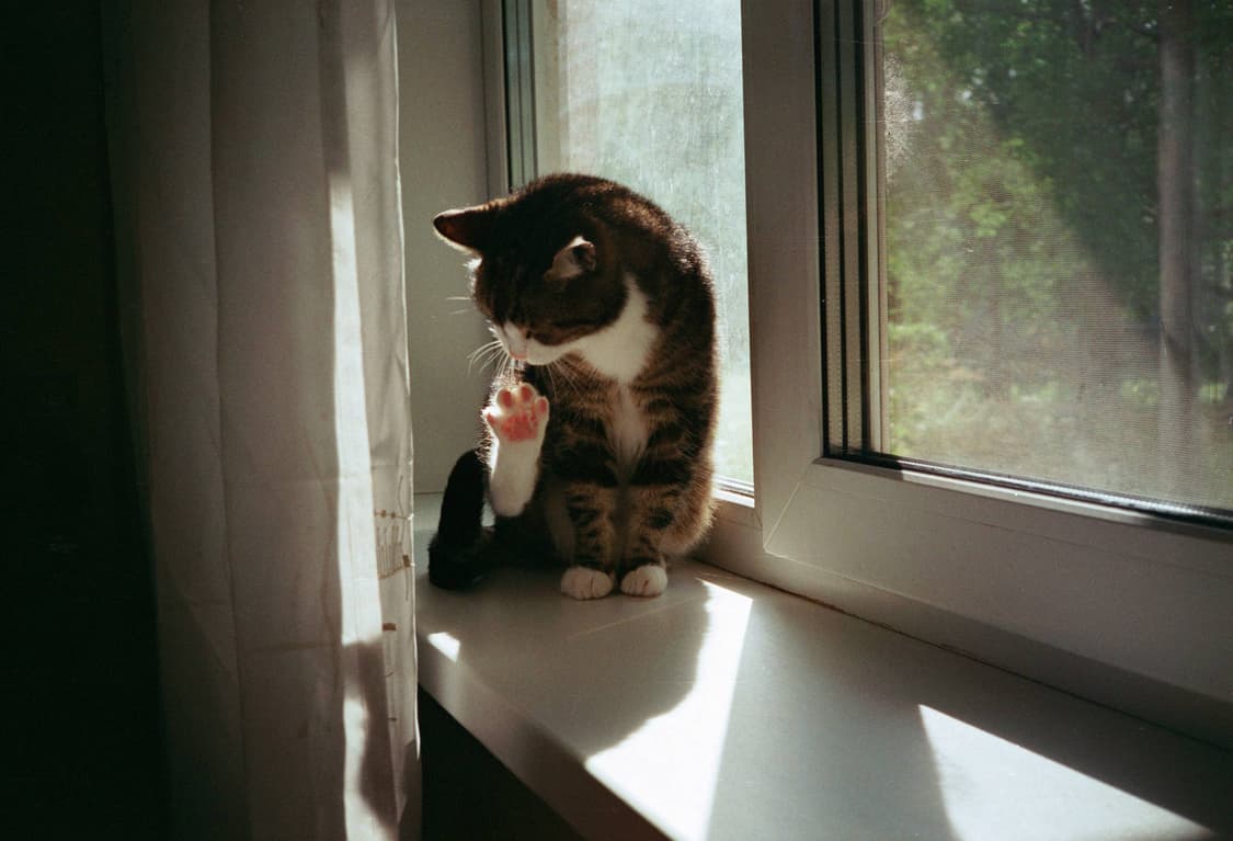 작례O 명품 미놀타 하이매틱 AF2-MD 필름카메라 빈티지 필카 상품이미지5