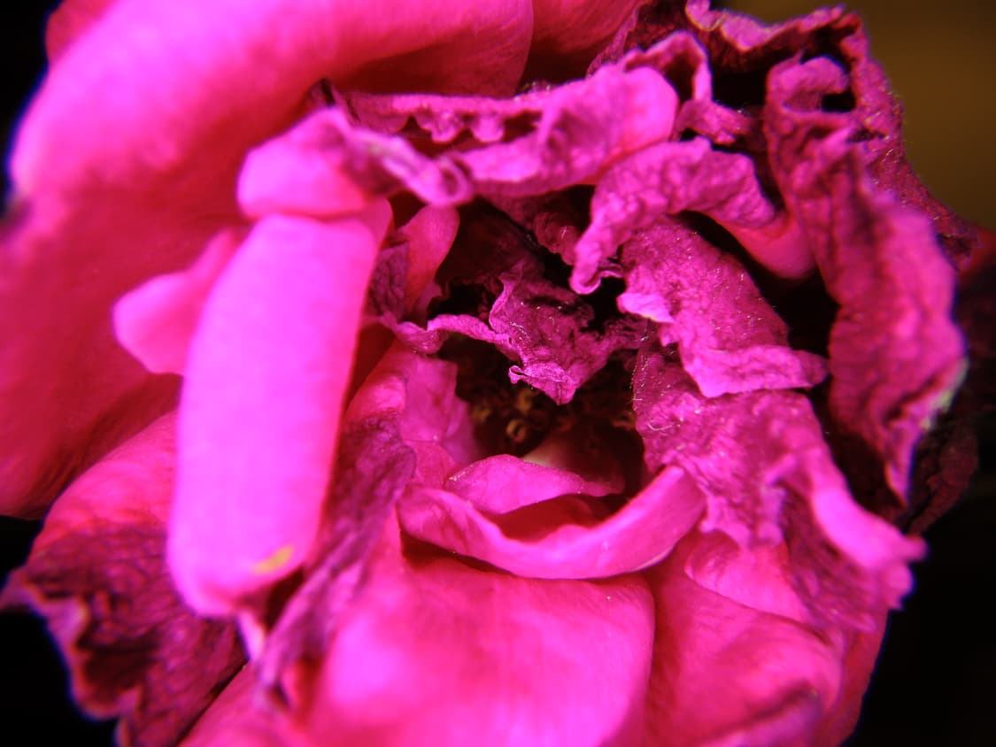 펜탁스 wg-8 디지털카메라 상품이미지10