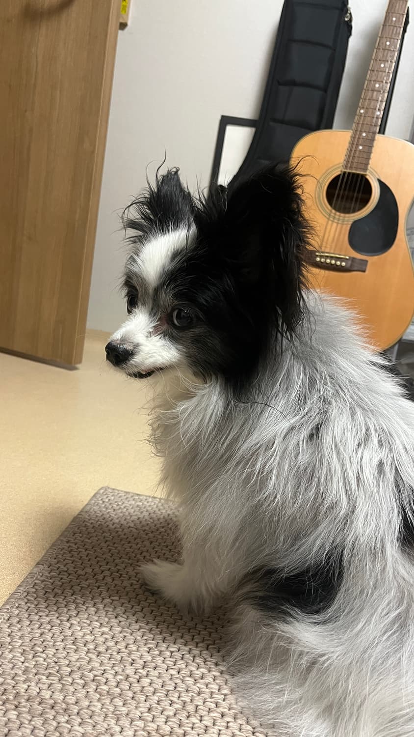 팀버랜드 6인치 부츠 275 상품이미지4