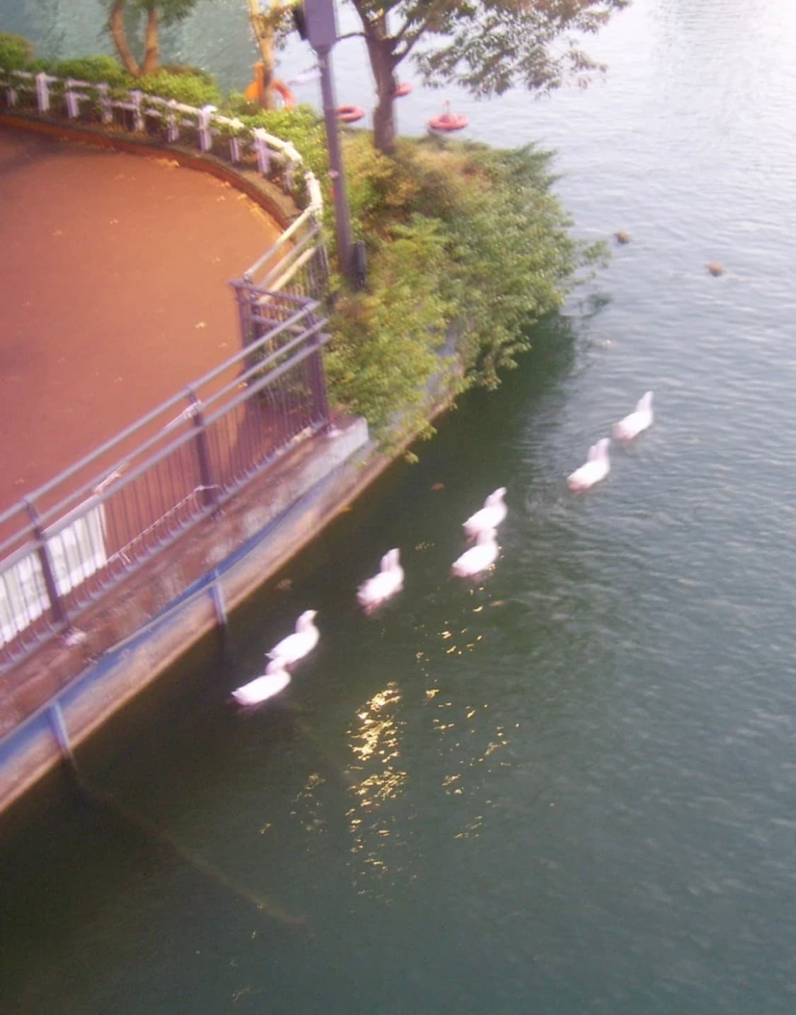 원터디카 삼성 캐녹스 V10 빈티지 디카 상품이미지6