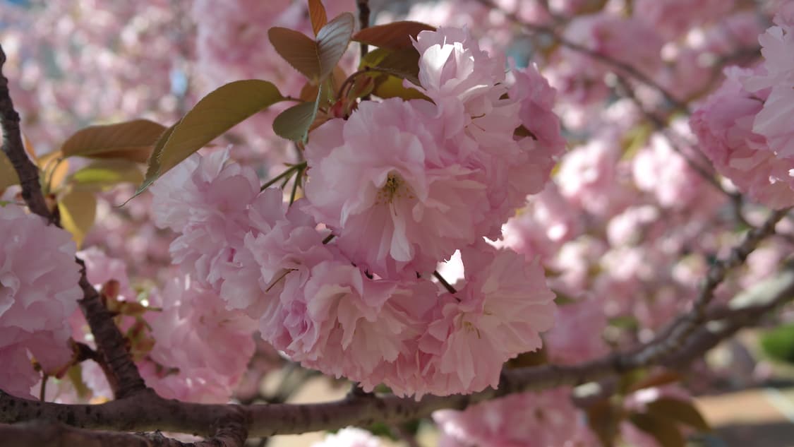 삼성 NX2000 화이트 빈티지 카메라 디카 미러리스 samsung 상품이미지7