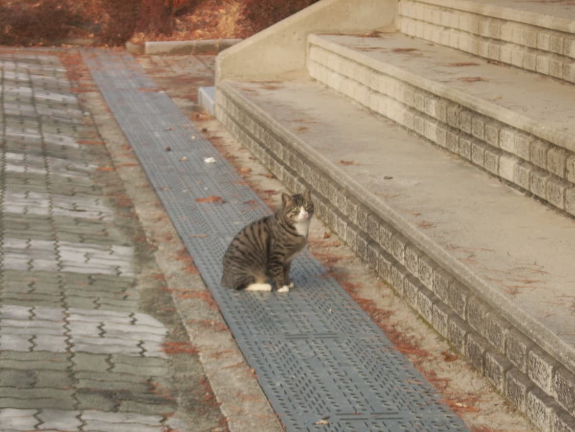 ✨samsung kenox x1 ✨ 디카 /,작례⭕️ 상품이미지8