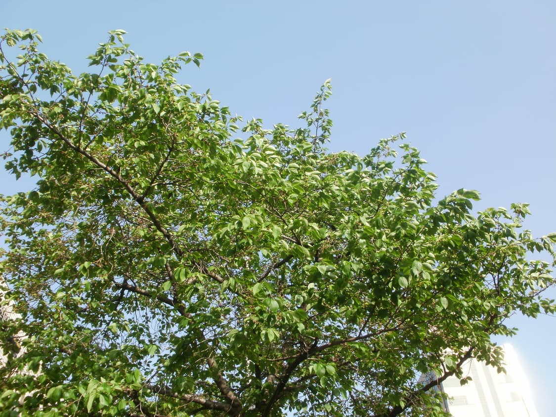 올림푸스 FE-46디카 상품이미지10