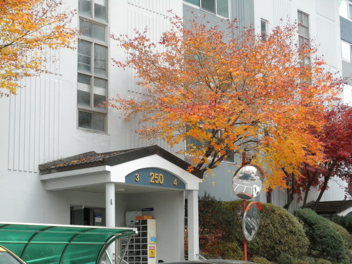 올림푸스 뮤 7040 베이지 (준민트급)//작례O 상품이미지6