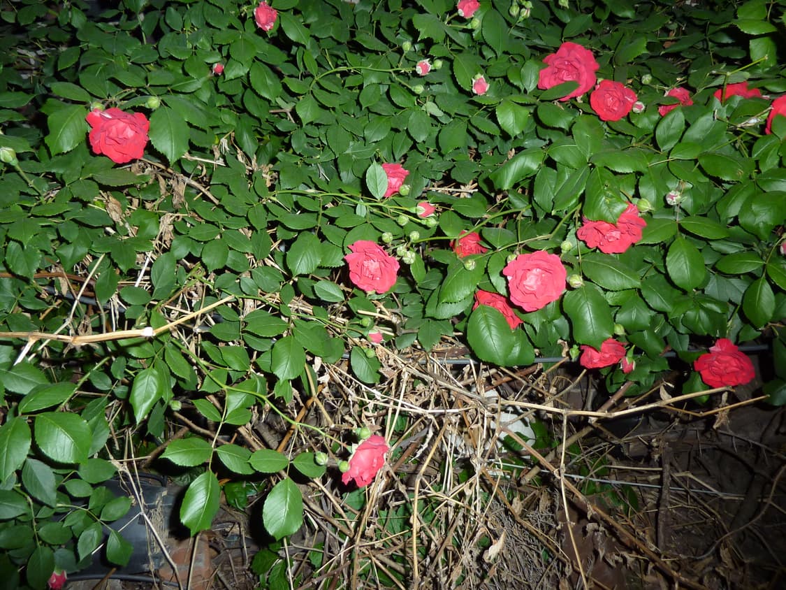 Panasonic LUMIX DMC-TZ7 상품이미지7