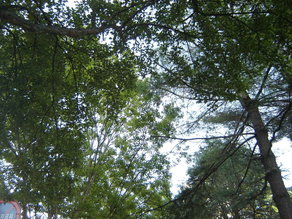 작례ㅇ) 소니 사이버샷 dsc-p73 상품이미지5