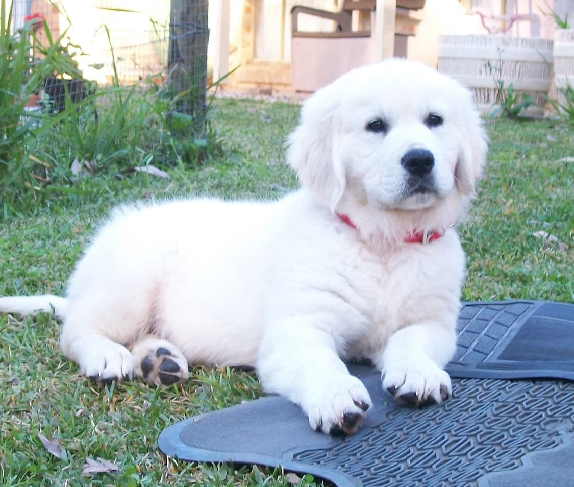 코닥 이지쉐어 Kodak easyshare c140 빈티지디카 디카 상품이미지9