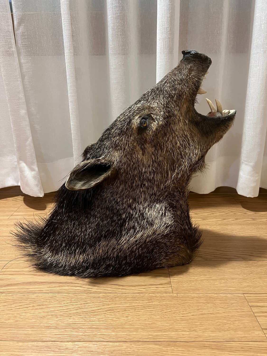 Javelina 숄더마운트 박제 헌팅트로피2 상품이미지1
