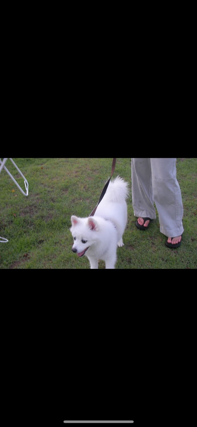 산요 작티 VPC-CG65 캠코더 디카 상품이미지6