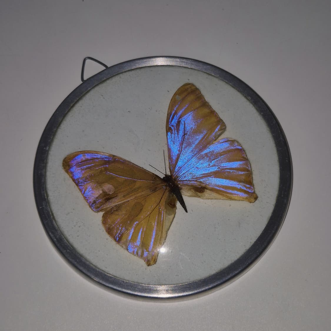 70s 브라질 모르포 빅 나비 글라스 반구 벽걸이 상품이미지8