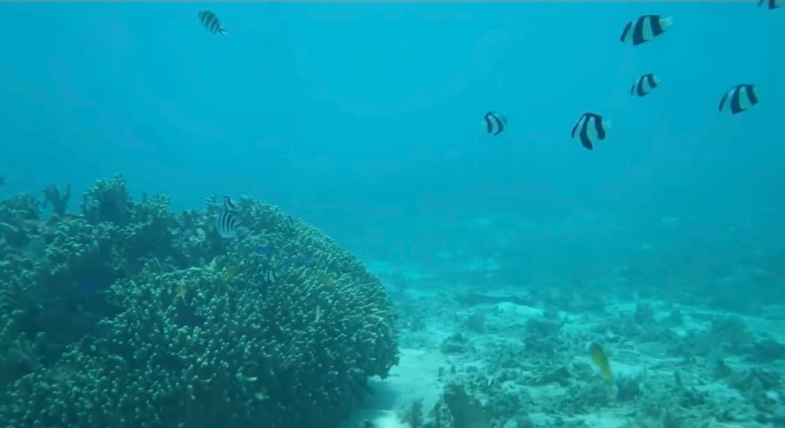 ✨ 리코 WG-4 방수 디카 ✨
💦 든든한 방수 러기드 카메라 💪📸 상품이미지6