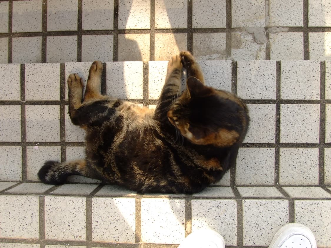 후지필름 파인픽스 z3 핑크 디카 풀박스 (작례) 상품이미지8