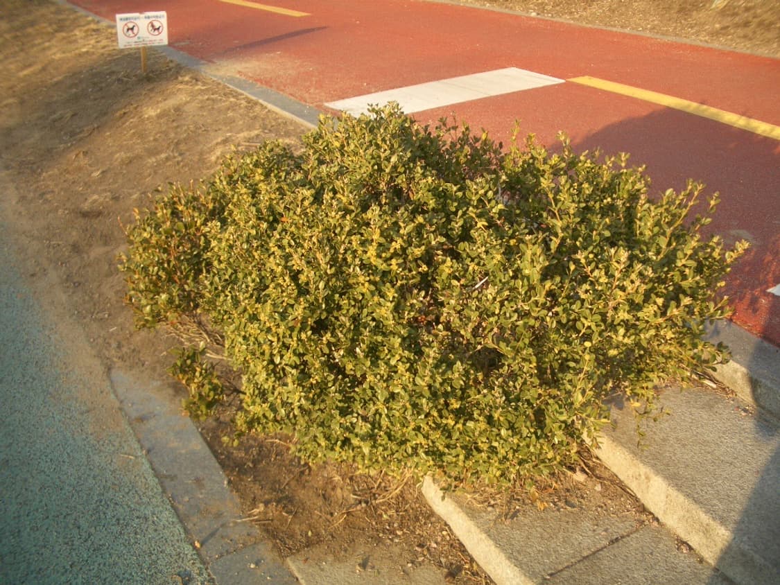 Pentax Optio s4i 펜탁스 옵티오 빈티지 디카 상품이미지9