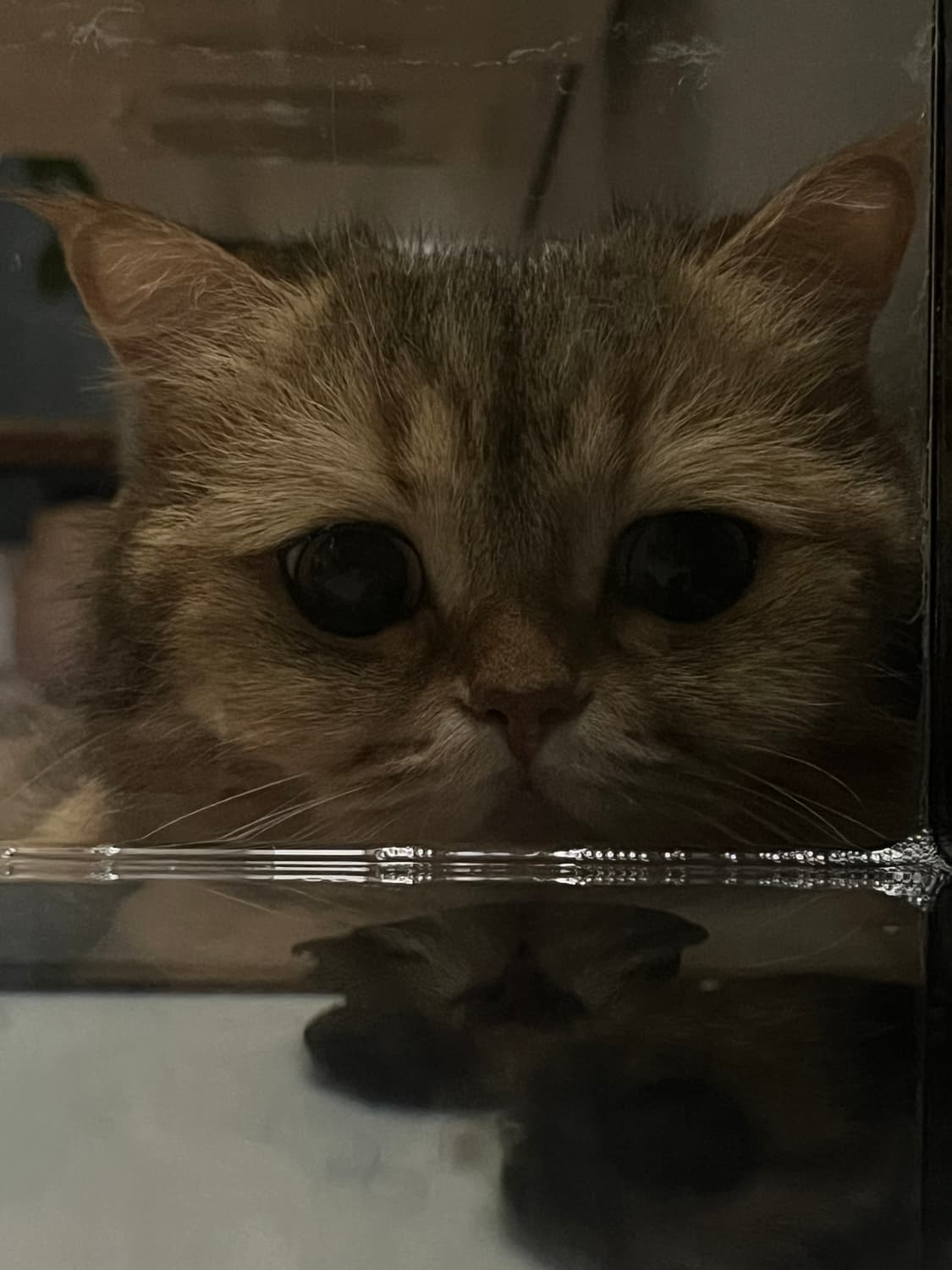 고양이 상품이미지3