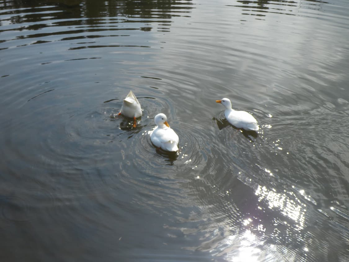 Pentax optio w60 상품이미지8