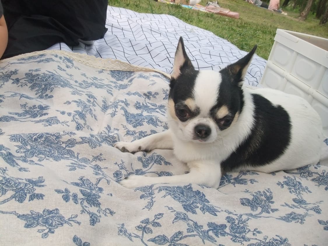 (작례o) 빈티지카메라 Fujiflim Finepix AX300 후지필름 상품이미지5