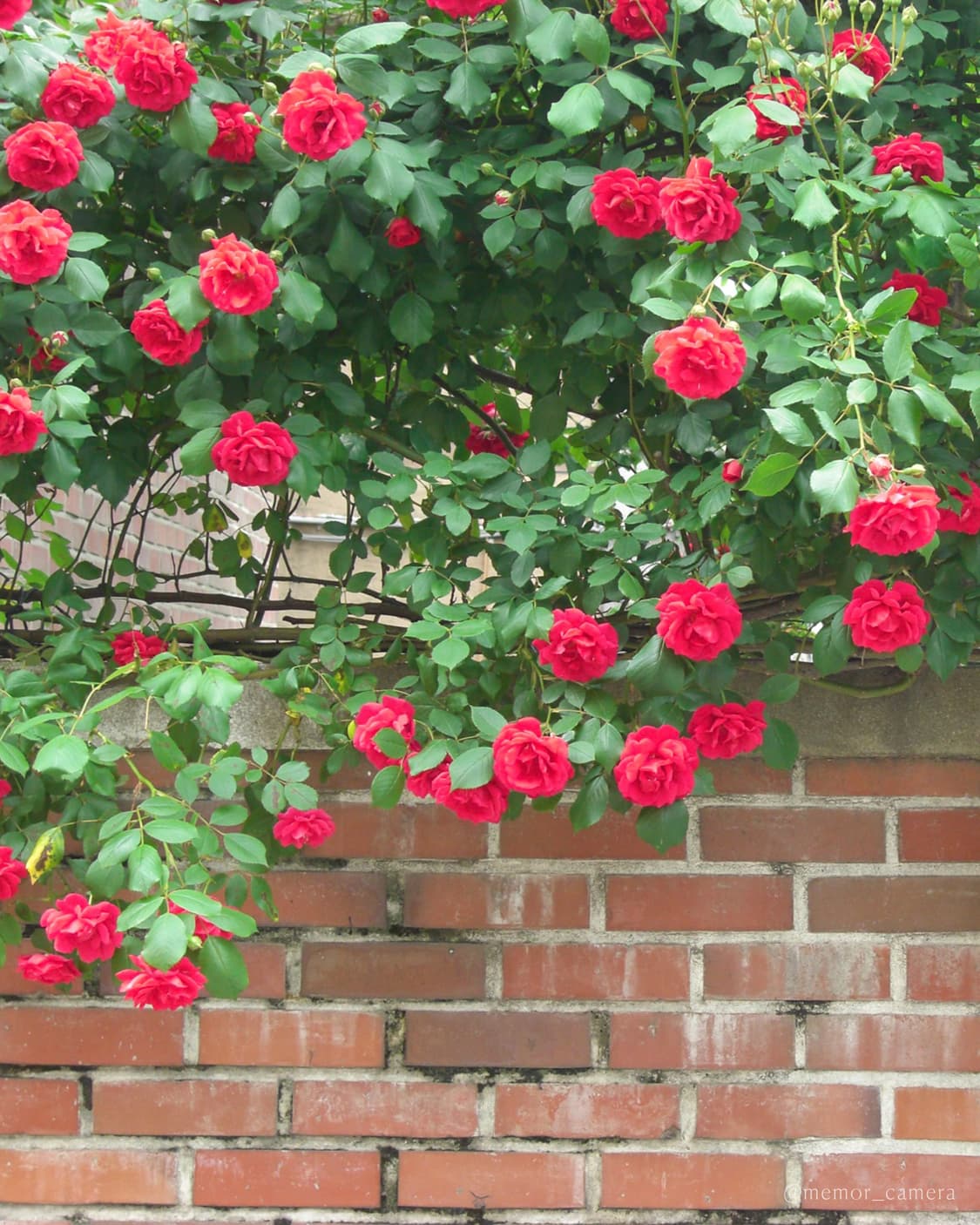 인기/노란기없는뽀용작례🎀Panasonic LUMIX DMC-S1 디카 상품이미지7