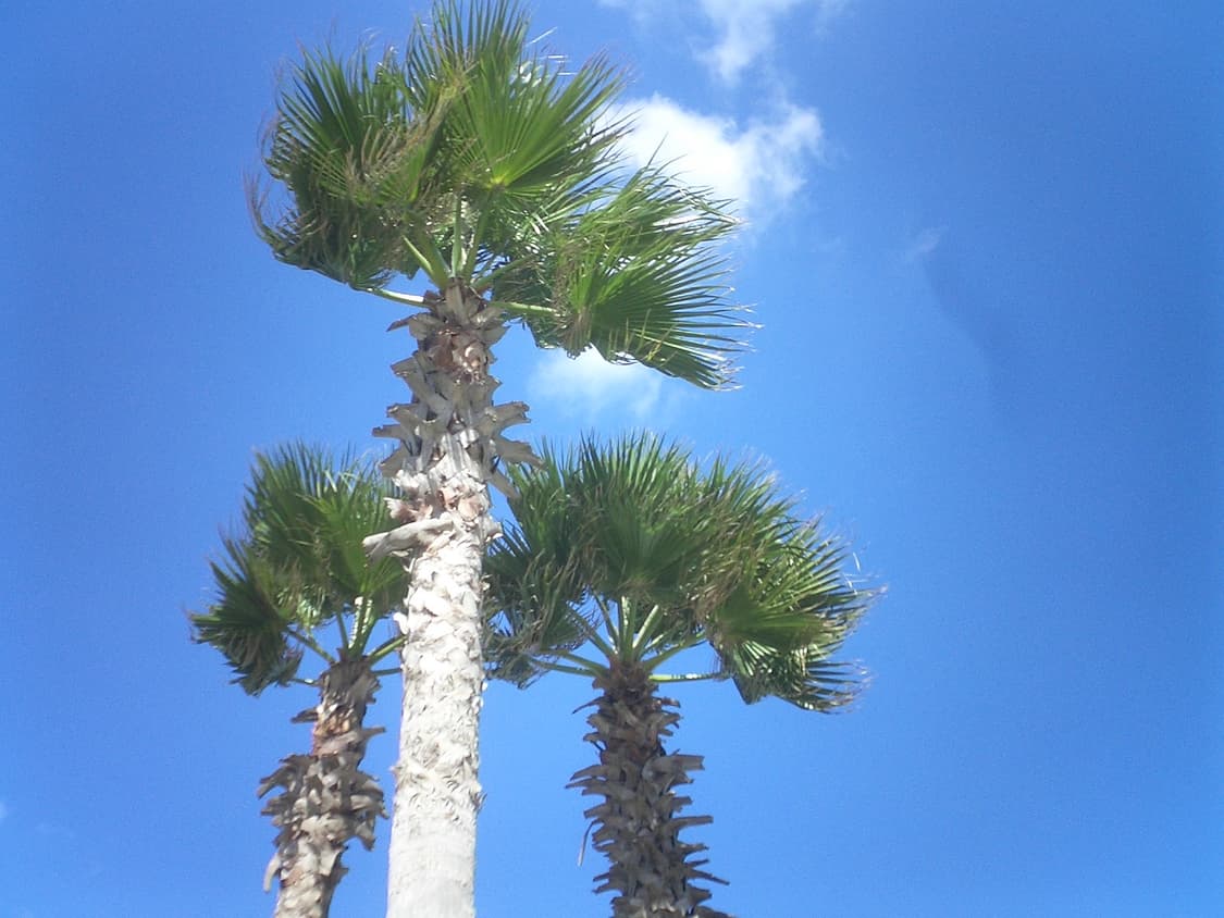 초초초희귀 카메라⭐️ 카시오 엑슬림 s20  상품이미지3