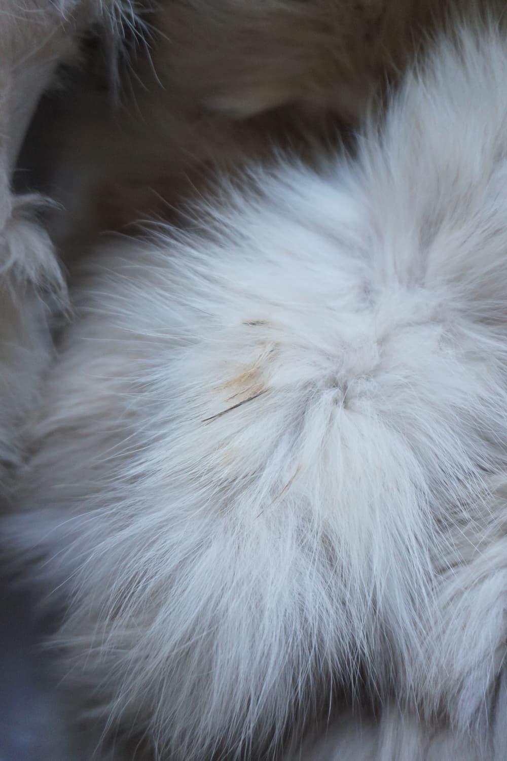 FOX 상품이미지9