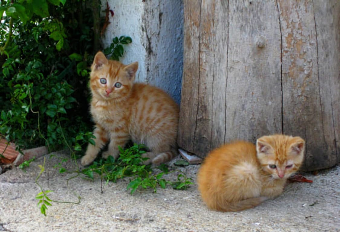 Canon ixus 90is / ixy95 캐논 익서스 디카 상품이미지2