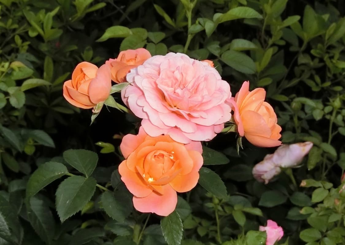 인기!) casio EXLIM EX-ZR50 빈티지디카 박스상품! 상품이미지10