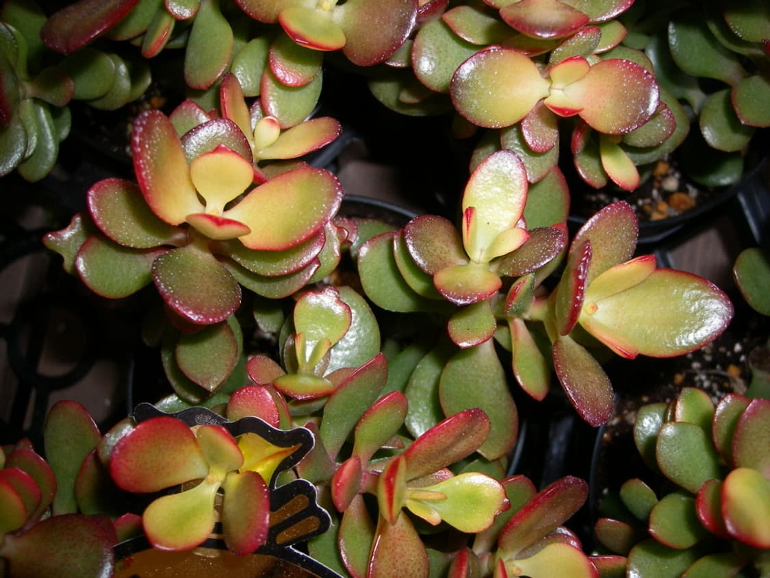 산요 SANYO Xacti VPC-S60 실버 상품이미지3