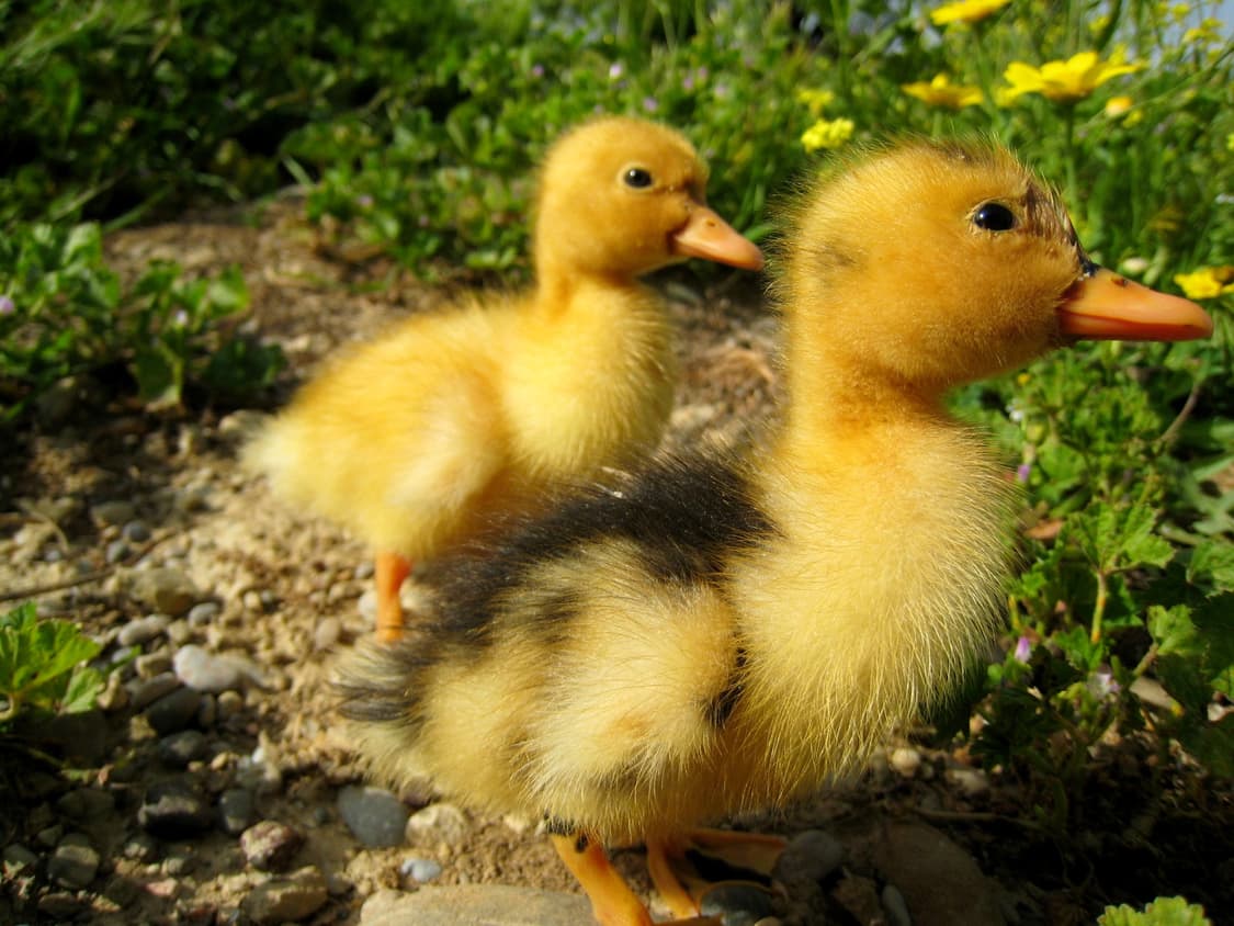 [인플루언서!] 캐논 IXY DIGITAL 900IS 디지털카메라 상품이미지9